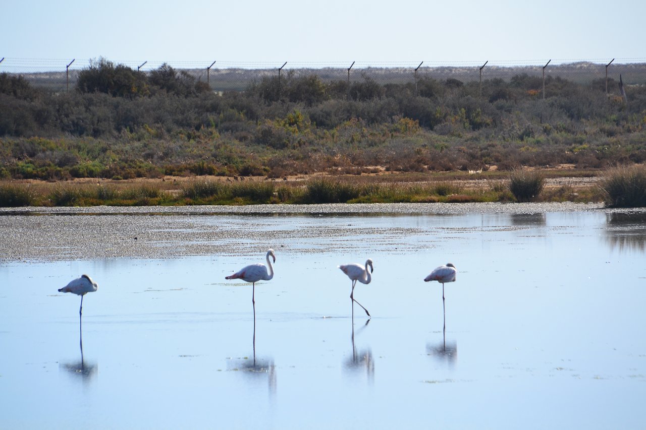 The flamingos in Ria Formosa Natural Park, Faro
