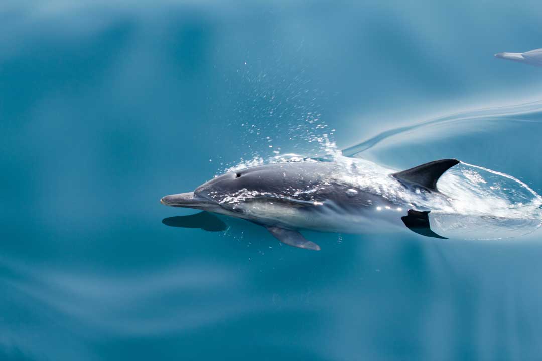 Watching dolphins is one the fun and top things to do in the Algarve